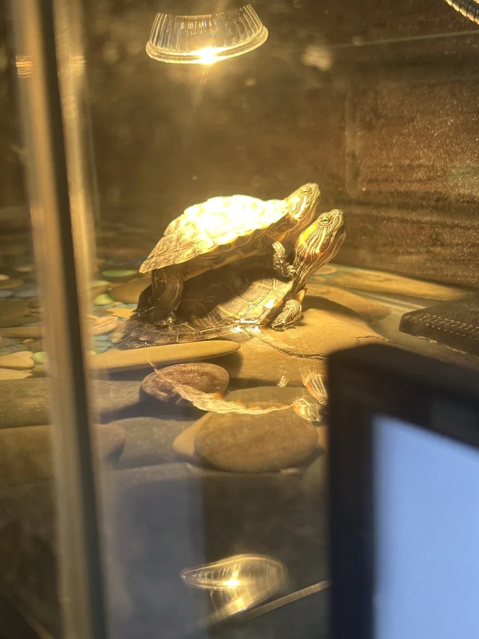 Sounds of the Titanic - My, Turtle, Pets, The photo