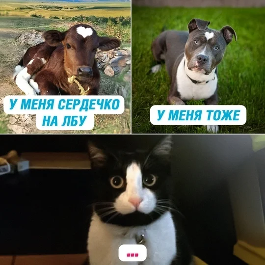 Peculiarities - Memes, Humor, Picture with text, cat, Dog, Cow, Heart