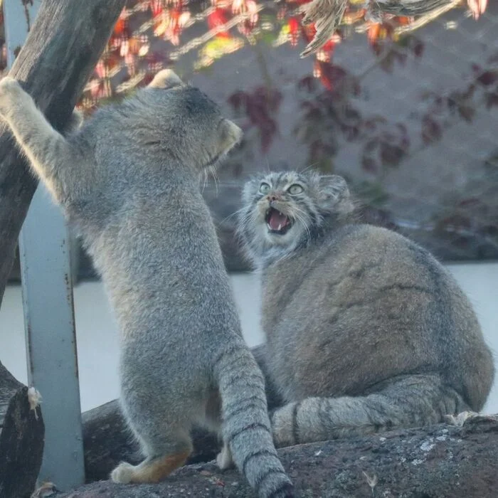 This is mine! - Predatory animals, Wild animals, Cat family, Pallas' cat, Zoo, The photo, Small cats, Young