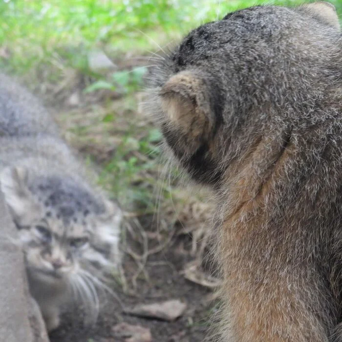 Strained relations - Predatory animals, Wild animals, Cat family, Pallas' cat, Zoo, The photo, Small cats, Longpost