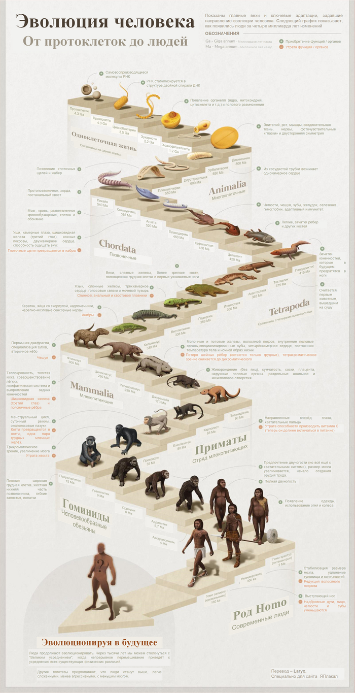 Эволюция человека