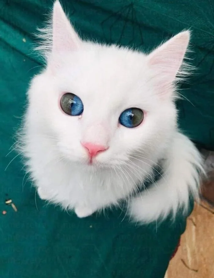 User Shares Photos of Cat with Unusual Shape - Animals, The photo, Eyes, Pets, Funny animals, Telegram (link), Longpost