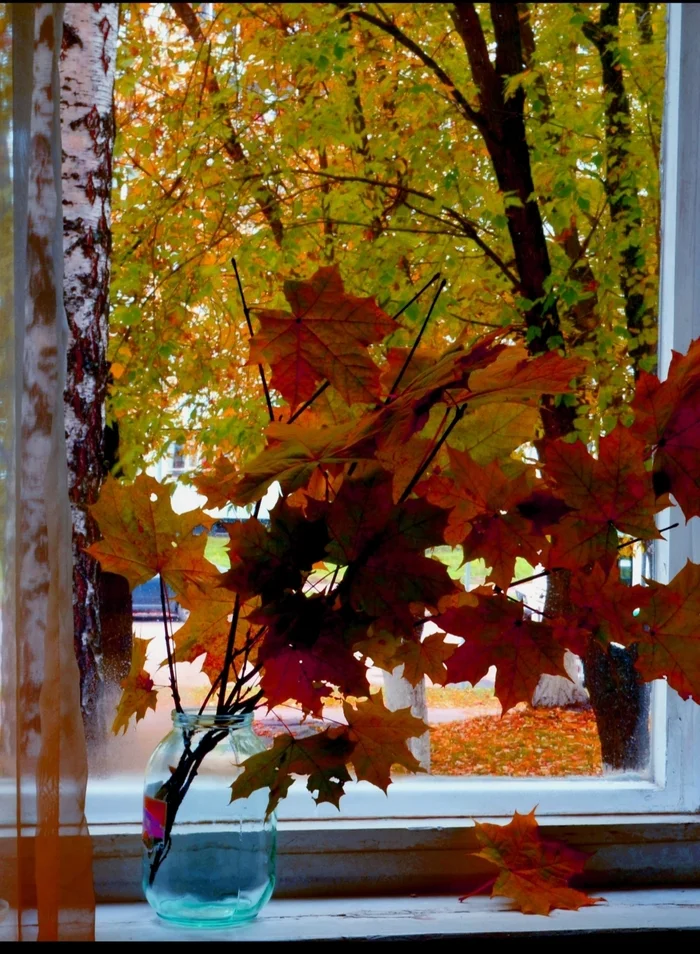 The maple leaf turned red... - My, Autumn leaves, The photo