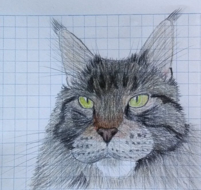 Pencil drawing - My, Drawing, Painting, Beginner artist, Art, Pencil drawing, Author's painting, cat, Maine Coon, Colour pencils