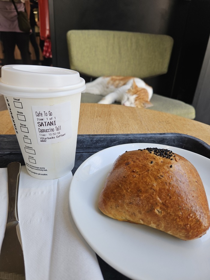 Лучшие друзья Стамбула)