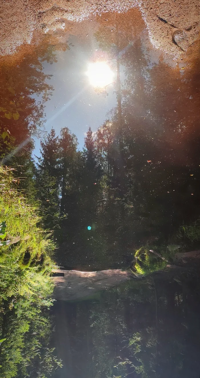 Reflection - My, The photo, Forest, Nature, beauty, Russia, Emotions, Photo on sneaker, Reflection, Beautiful view, Puddle