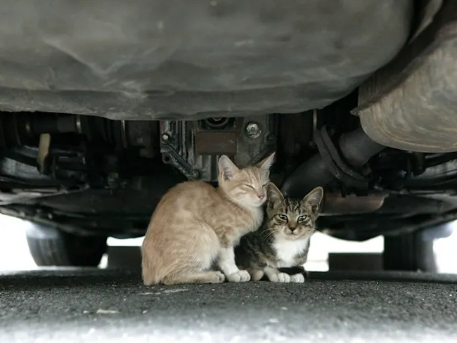 Inspect your car for cats hiding from the cold, who may crawl under the hood or under the wheel fender in search of a warm place! - My, cat, Kittens, Russia, Society, A life, Kindness, Care, No rating, Motorists, Autumn, Cold, Longpost