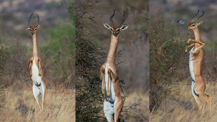 :  .     !     , , ,  ,  ,   (), 