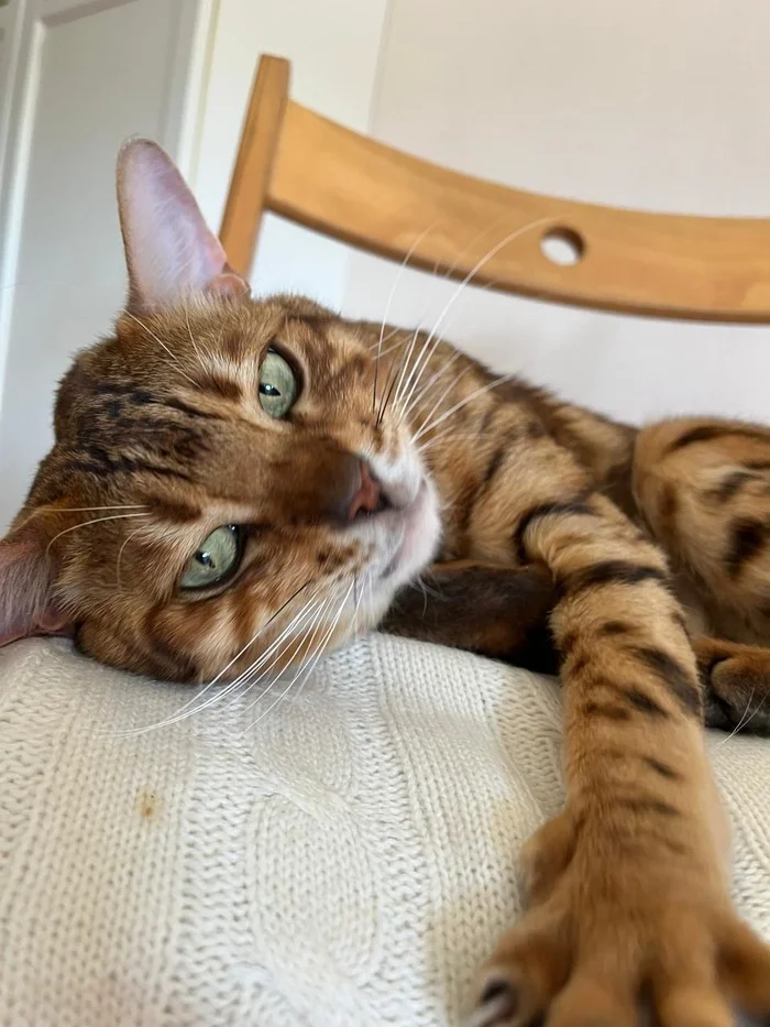 Bengal cat found in the area of ??Gorod Naberezhnykh (Khimki) - cat, Lost cat, Khimki, Found a cat, Lost, Help me find, Longpost, No rating