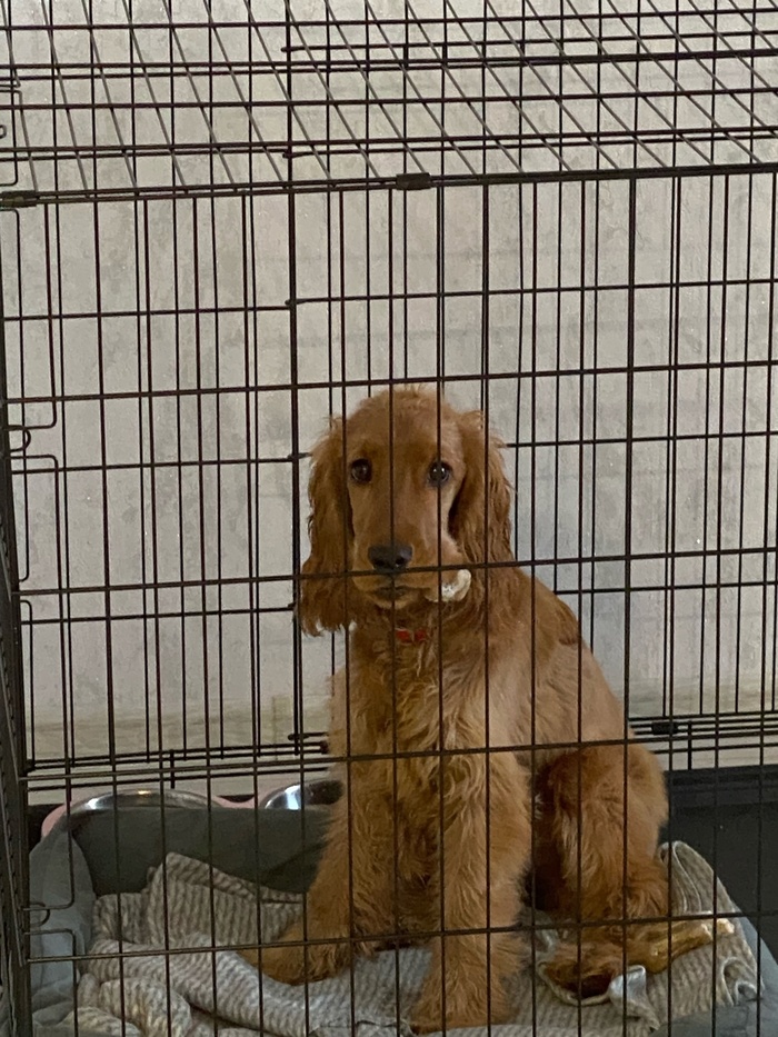 СИЖУ ЗА РЕШЕТКОЙ В ТЕМНИЦЕ СЫРОЙ