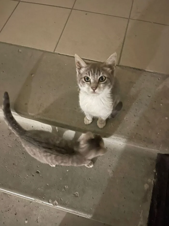 Kittens left in the entrance. Looking for a home urgently - Homeless animals, In good hands, No rating, Animal Rescue, cat, League, Overexposure, Veterinary, Volunteering, Lost, Shelter, Longpost