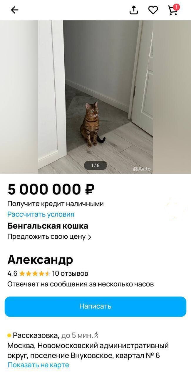       .      5.000.000   , , , , , Telegram (), 