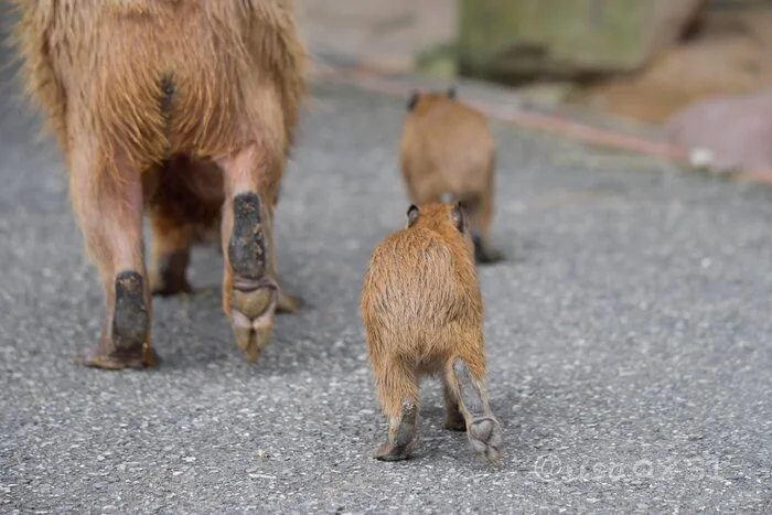 Heels :3 - Wild animals, Zoo, Capybara, Rodents, Heels, Young