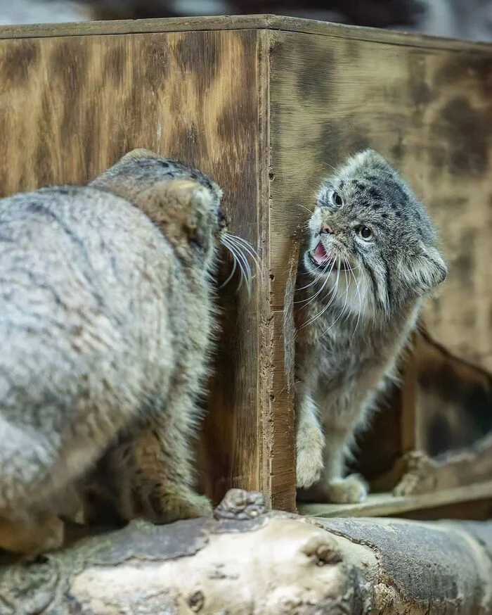 - Manul! - Wild animals, Predatory animals, Pallas' cat, Cat family, Small cats, Young, Zoo, The photo