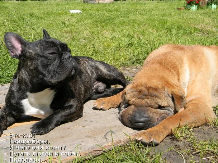 Stitch and Shania - My, Dog, French Bulldog, Shar Pei, Quotes, The photo, Quad Bearers, Summer, Dacha