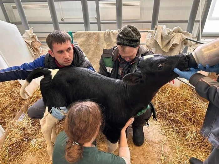 A cow was cloned for the first time in Kuban - Calf, Clones, Cloning, Cow, Pets