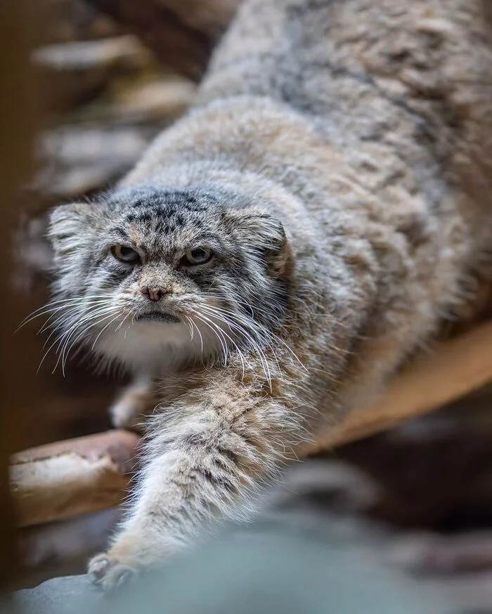 Primrose is unhappy - Wild animals, Predatory animals, Pallas' cat, Cat family, Small cats, The photo, Zoo, Instagram (link)