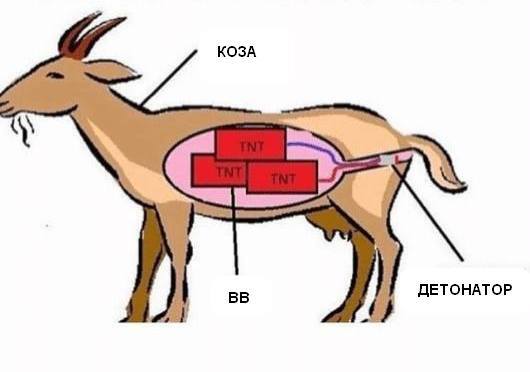 Израиль наносит новый подлый удар - Черный юмор, Юмор, Израиль, Пейджер, Ливан, Политика, Коза, Взрывчатка, Картинка с текстом