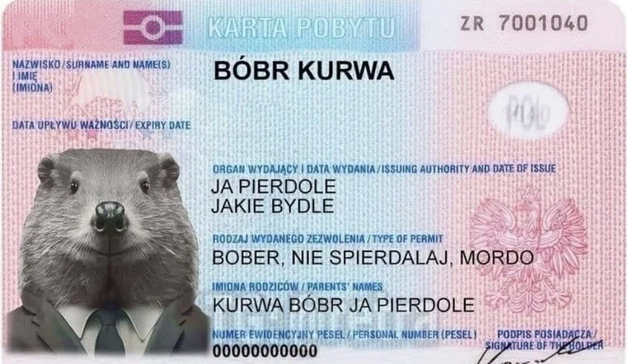 Poland Declares War on Beavers - Beavers, Poland, beaver whore, Flood, Irony