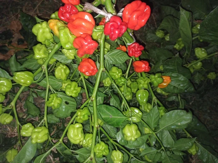 Tell me how to ripen habanero peppers - My, Pepper, Pepper farming, Habanero, Longpost