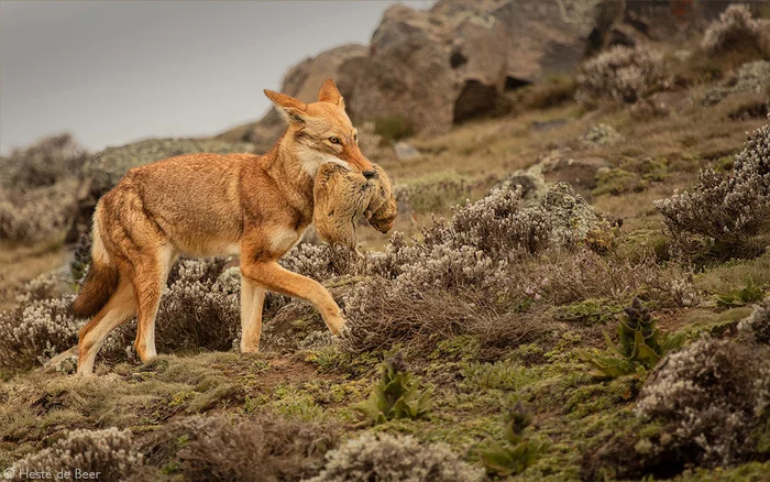 Ethiopian jackal with prey - Endangered species, Ethiopian Jackal, Wolf, Canines, Predatory animals, Wild animals, wildlife, National park, Africa, The photo