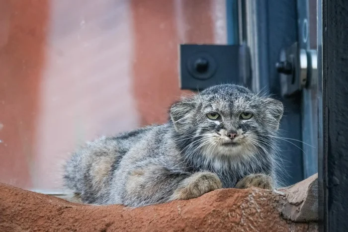 A rare guest - Predatory animals, Wild animals, Cat family, Pallas' cat, Zoo, Small cats, The photo, Facebook, Facebook (link)