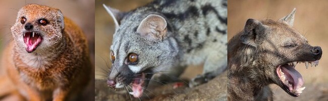 Spotted hyena. Giggling thug? - My, wildlife, Nature, Scavengers, Hyena, Spotted Hyena, Hunting, Predatory animals, Mining, cat, Africa, Longpost