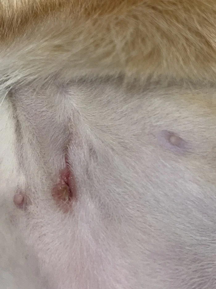 Did the seam come apart after sterilization? - Veterinary, Operation, Question, Ask Peekaboo, Longpost