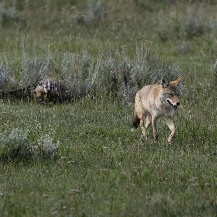 Coyote and Badger - Badger, Cunyi, Coyote, Wolf, Canines, Predatory animals, Wild animals, wildlife, National park, Yellowstone, North America, The photo, Longpost