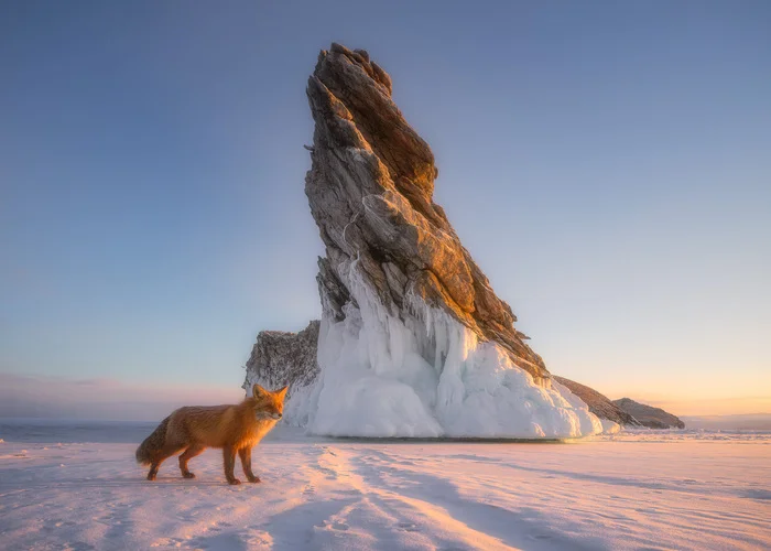 Morning meeting - My, The photo, Travels, Baikal, Fox, Longpost