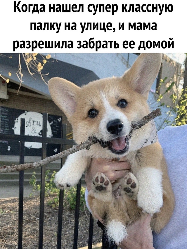 Joy - Humor, Picture with text, Dog, Corgi, Stick, Pets