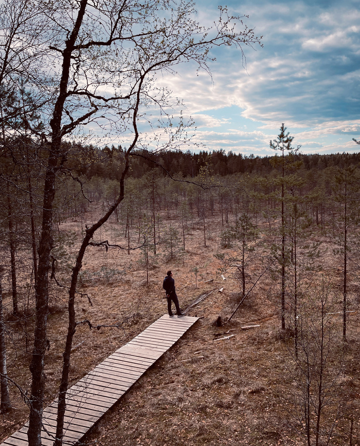 Внутри леса