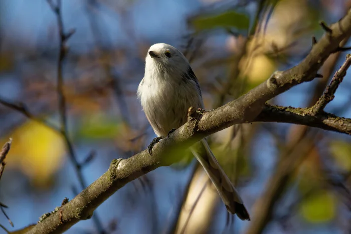 My darling - My, Photo hunting, The nature of Russia, Birds, Ornithology League, Forest, Autumn, Nature, wildlife, Walk, Hobby, Longpost