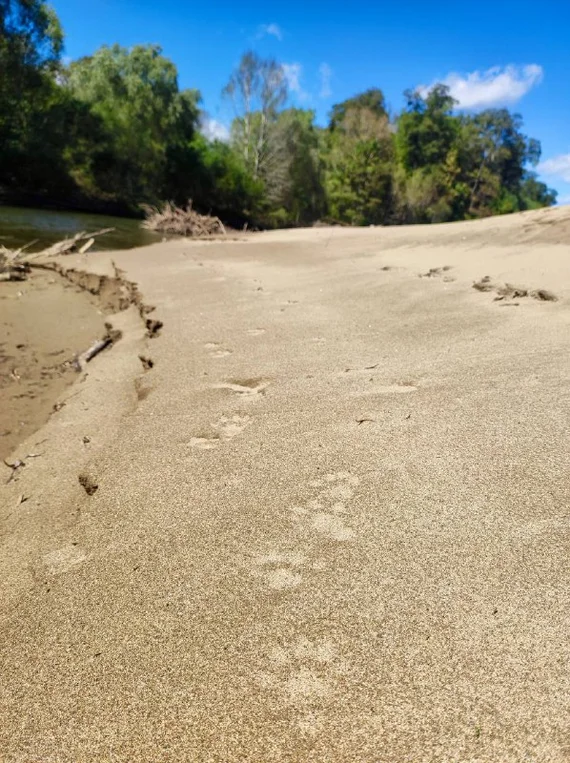 Photo riddle: who left traces on the shore? - Footprints, Photo puzzle, wildlife, Wild animals, Who is this?, Predatory animals, Cunyi, Otter, Telegram (link)