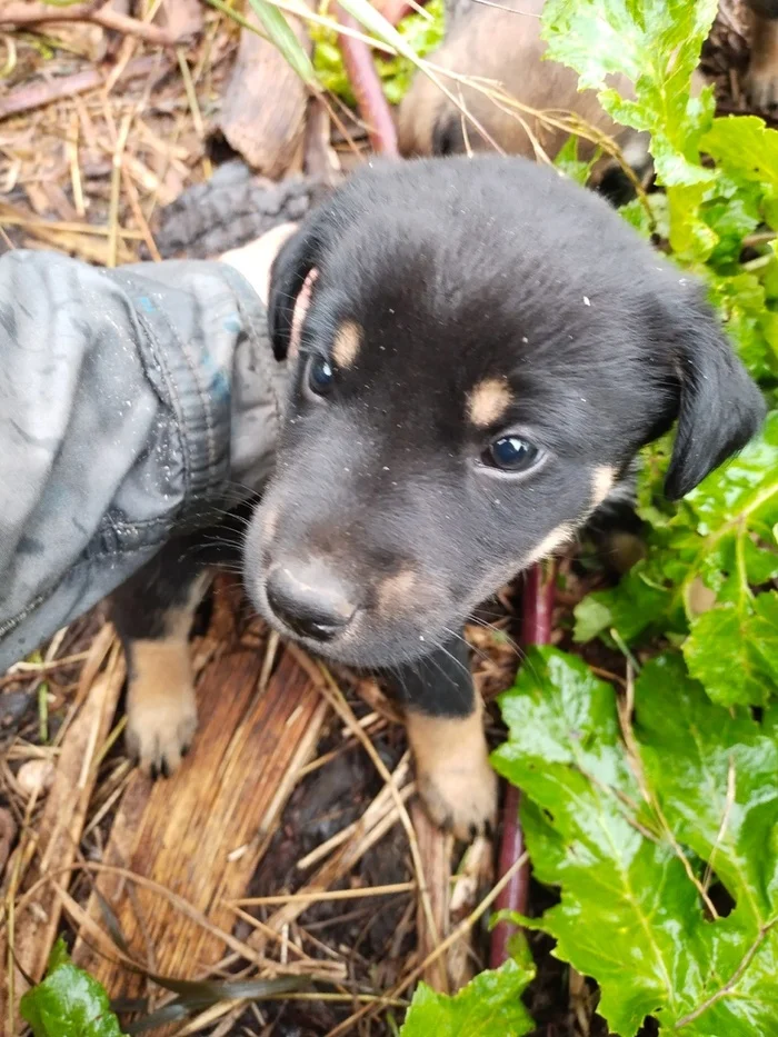 Six little ones need a home! - Overexposure, Volunteering, Homeless animals, Shelter, Perm Territory, In good hands, Longpost, Dog, Puppies