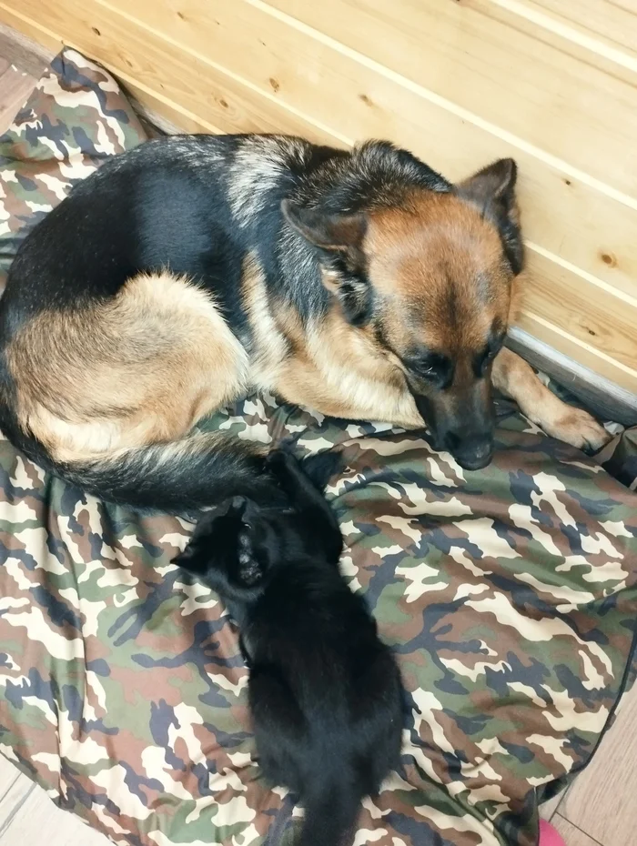 Cotopia - My, cat, Dog, Cats and dogs together, German Shepherd, Caucasus, Pets, The photo