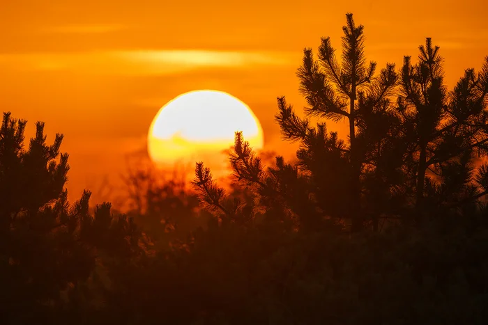 Sun in the Pines - My, Sunset, Rostov region, Landscape