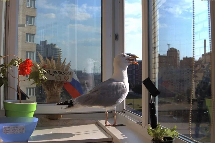 An unknown person shot the tame seagull Banditka on the balcony of a residential building on Komendantskaya Square - My, Saint Petersburg, Town, Animals, Video monitoring, Birds, Negative, Video, Longpost