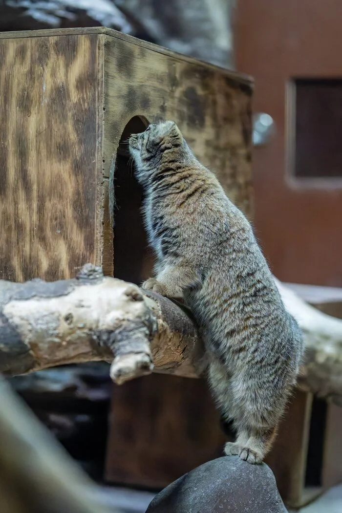 -Who lives in a little tower, who lives in a low one? - Wild animals, Zoo, Predatory animals, Cat family, Pallas' cat, Small cats, Longpost