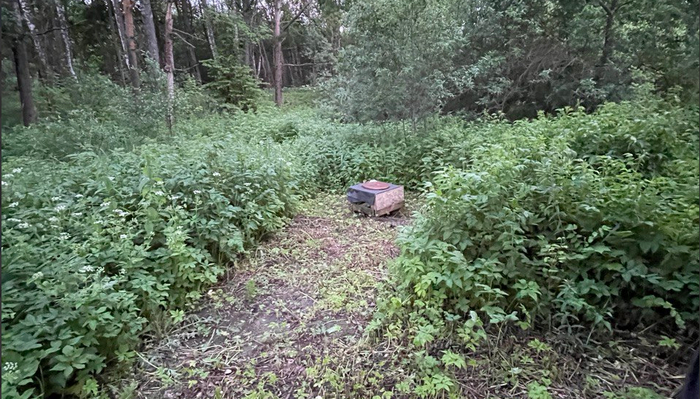 то самое место, в лесу!