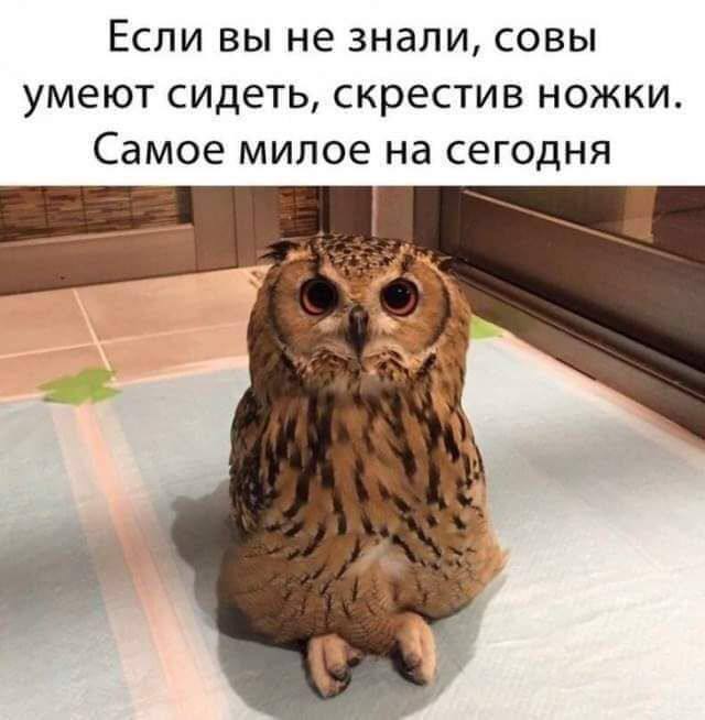 So that's who invented yoga! - Picture with text, Owl, Yoga