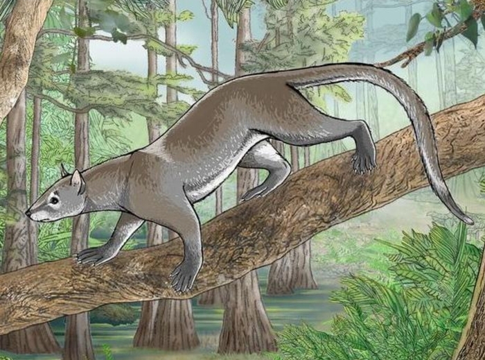 Dormaalocyon latouri      ( ) 