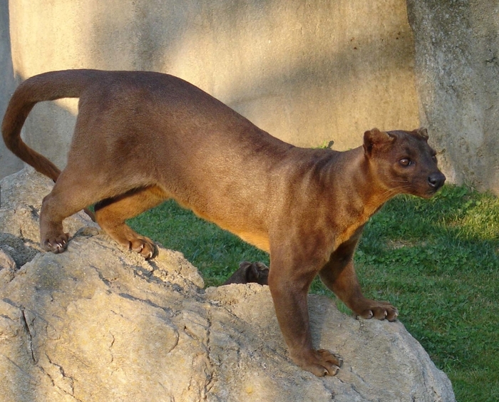  ,  Dormaalocyon latouri 