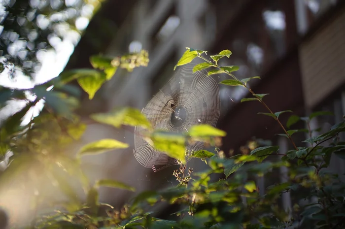 On an autumn morning - My, The photo, Nature, Autumn