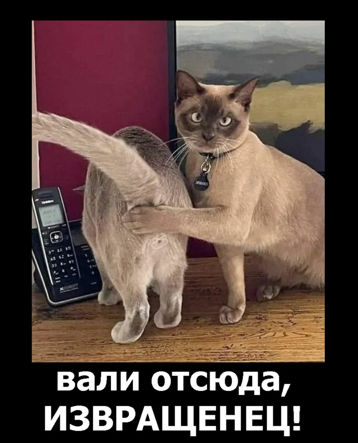 Ревнивый кот - Моё, Сергей Корсун, Карикатура, Photoshop, Картинка с текстом, Кот