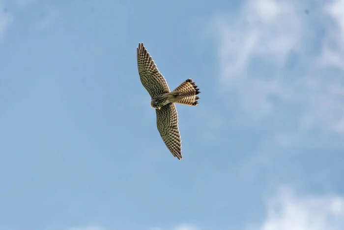 First the predators, then the rest - My, Photo hunting, The nature of Russia, Birds, Hobby, Autumn, The photo, Nature, wildlife, Bird watching, Longpost