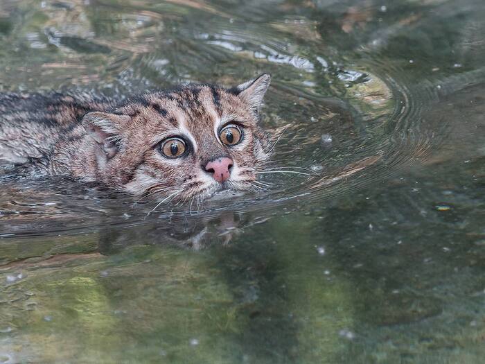 Avid fisherman - Wild animals, Small cats, Cat family, Predatory animals, Fishing Cat, Zoo, Novosibirsk Zoo, The photo, Mining, Telegram (link), Longpost