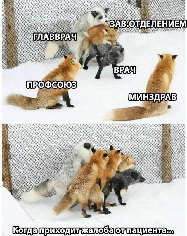 And this is not only in medicine, unfortunately. - Humor, Sarcasm, Images, Picture with text, Pairing, Fox, The medicine