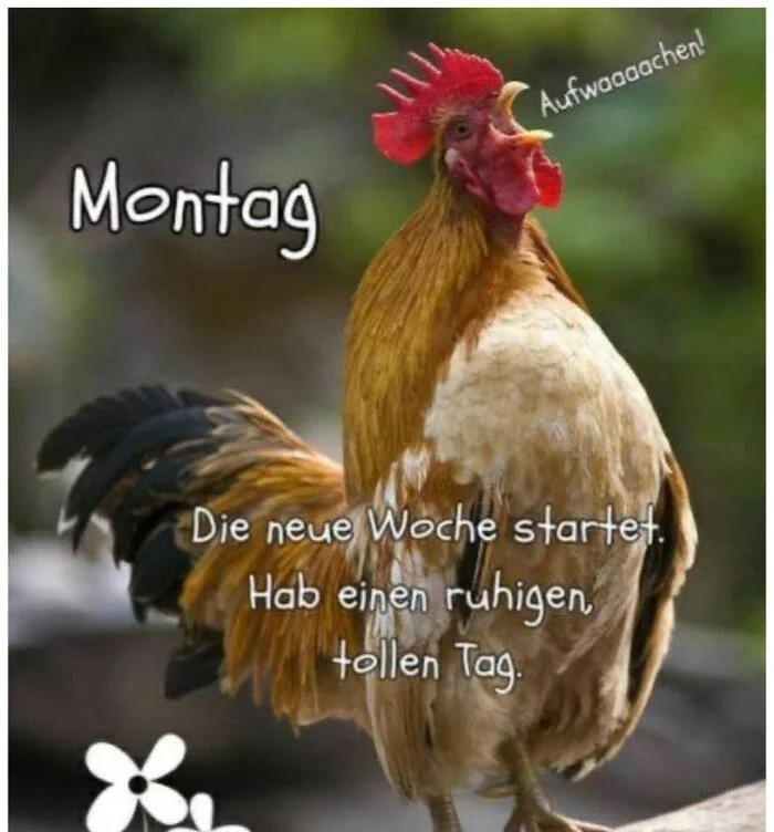 Monday in German) - Language, Foreign languages, German, Picture with text