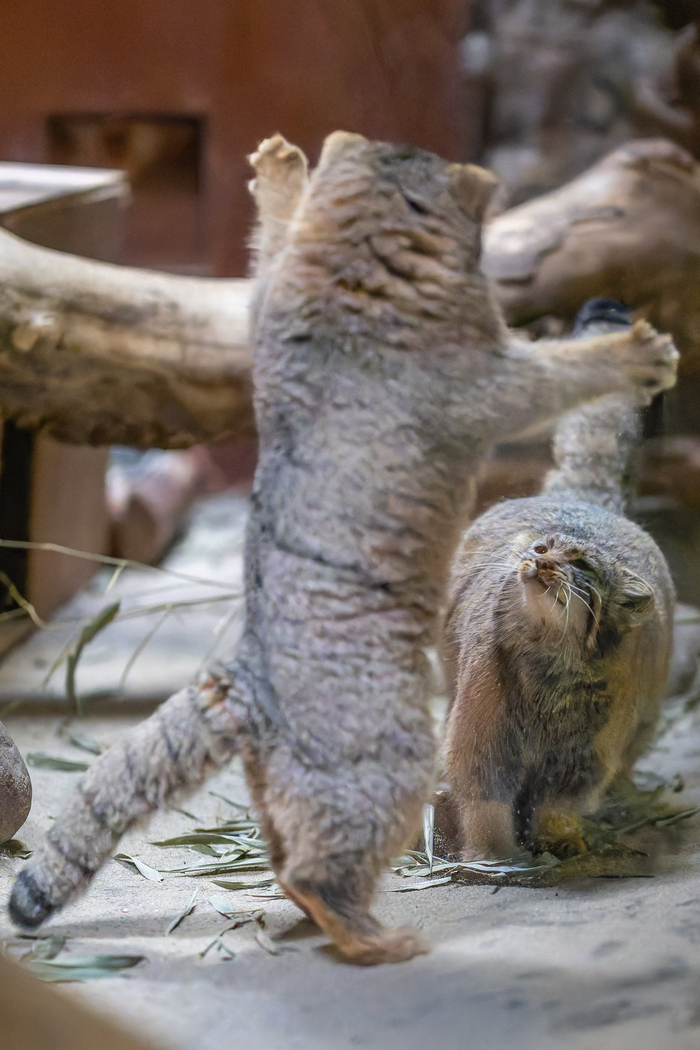 ������� ����� ������ �� ���� ����